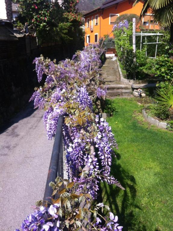 B&B Villa Dei Pini Cannobio Bagian luar foto