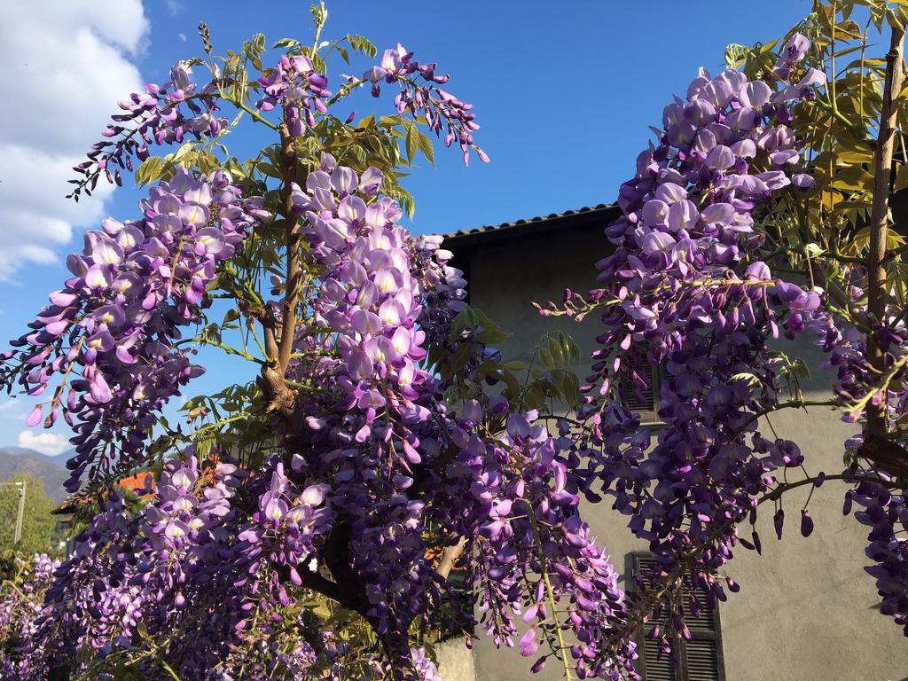 B&B Villa Dei Pini Cannobio Bagian luar foto